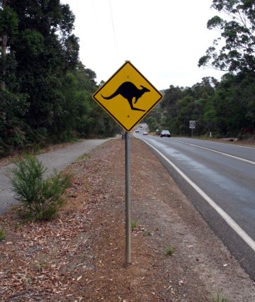 Kangaroo warning sign west of Albany