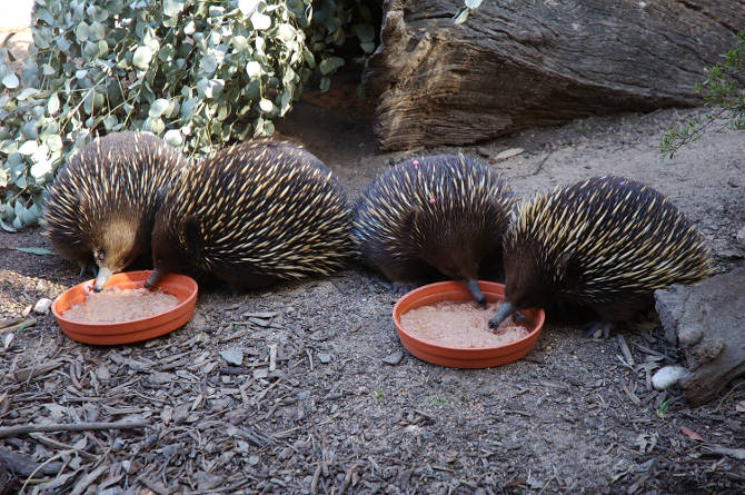 Echidnas at the Melbourne Zoo at feeding time