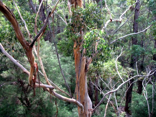 Tingle tree in the Walpole-Nornalup National Park
