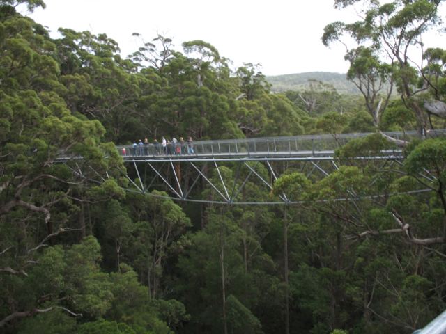 Tree Top Walk among the tingle trees in the Walpole-Nornalup National Park