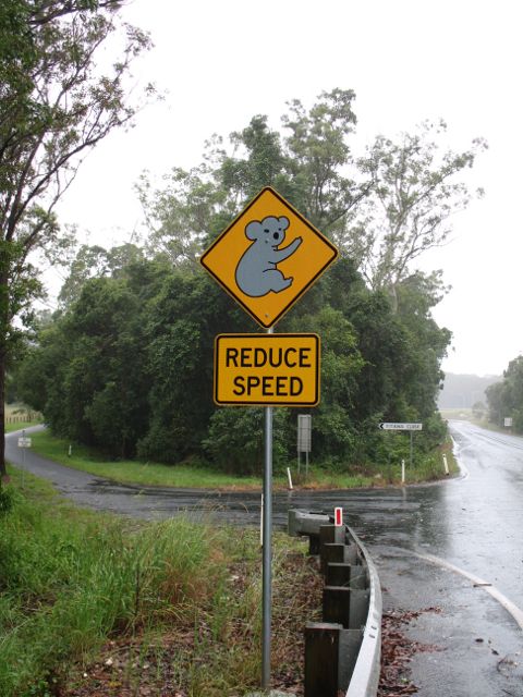 Koala warning sign near Bonville, NSW (white outline version)