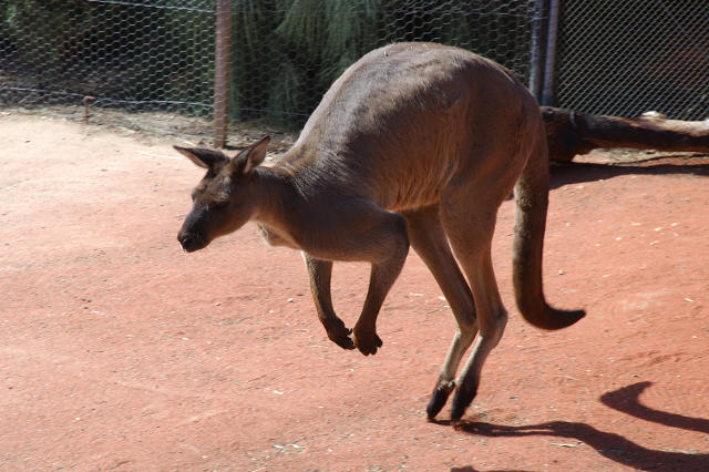 Kangaroo at the Melbourne Zoo