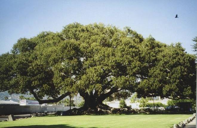 Moreton Bay fig tree, Santa Barbara, California