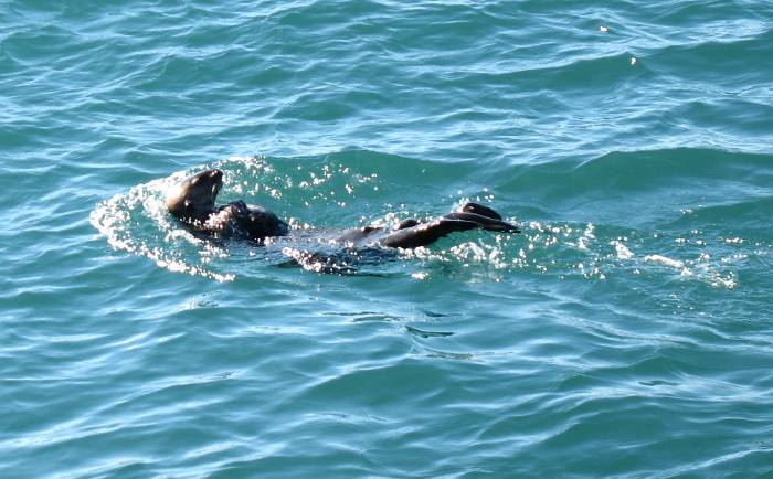 Sea otter at Morro Bay, California