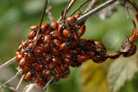 Ladybugs clustered on a branch in Redwood Regional Park