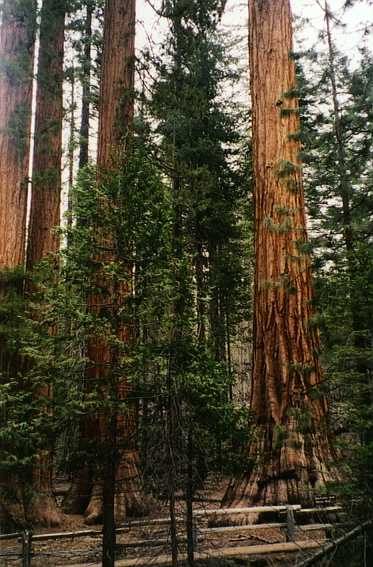 Mariposa Grove