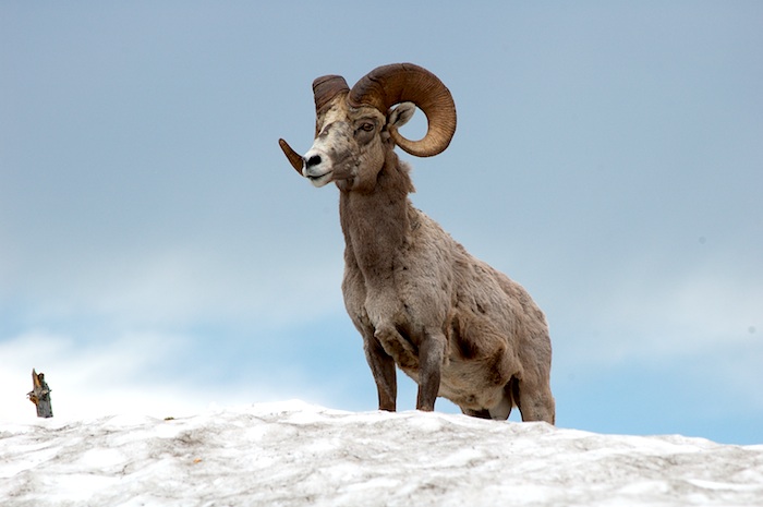 Bighorn Sheep in Glacier National Park (Montana)